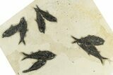 Multiple Fossil Fish (Knightia) Plate - Wyoming #251866-1